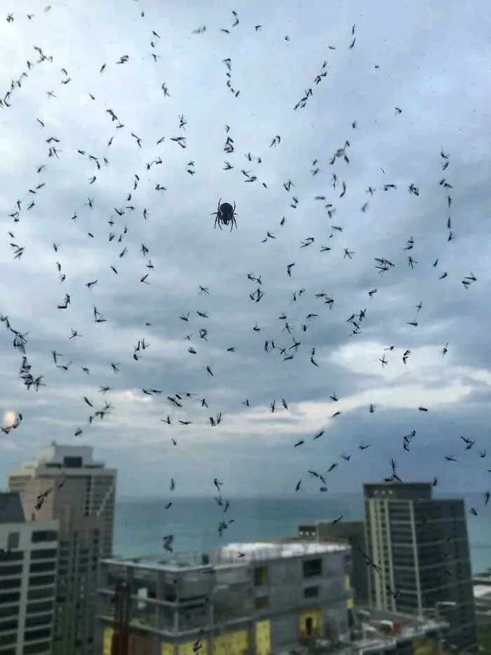 Spider surrounded by flying insects against a cloudy sky over city buildings in a picture that goes hard