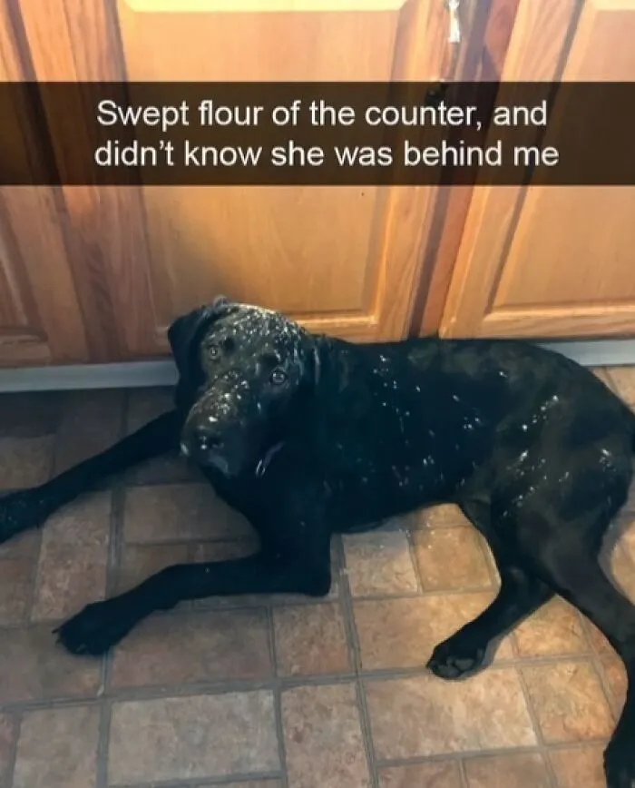 Black dog lying on kitchen floor covered in flour, a wholesome animal meme capturing a funny pet moment.