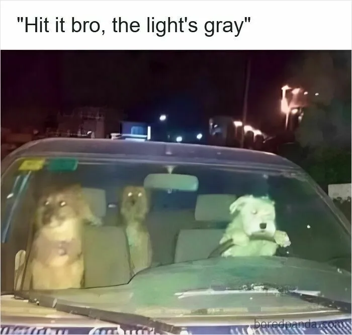 50 Hilarious Driving Memes That Explain Why Road Rage Exists