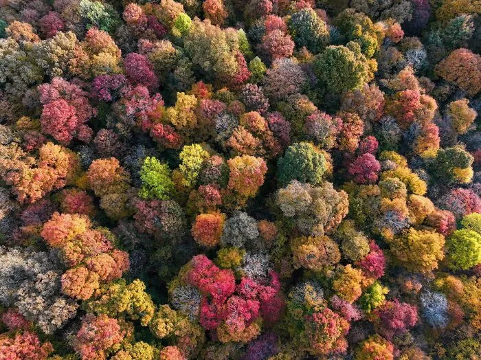 (Oc) Fall Colors From Above In Southern Indiana