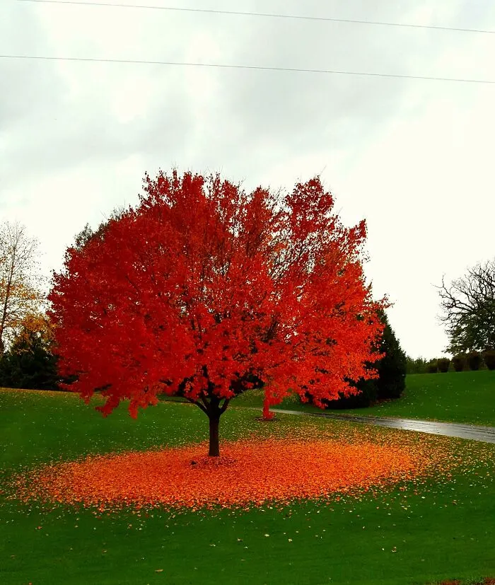 Fall In Wisconsin