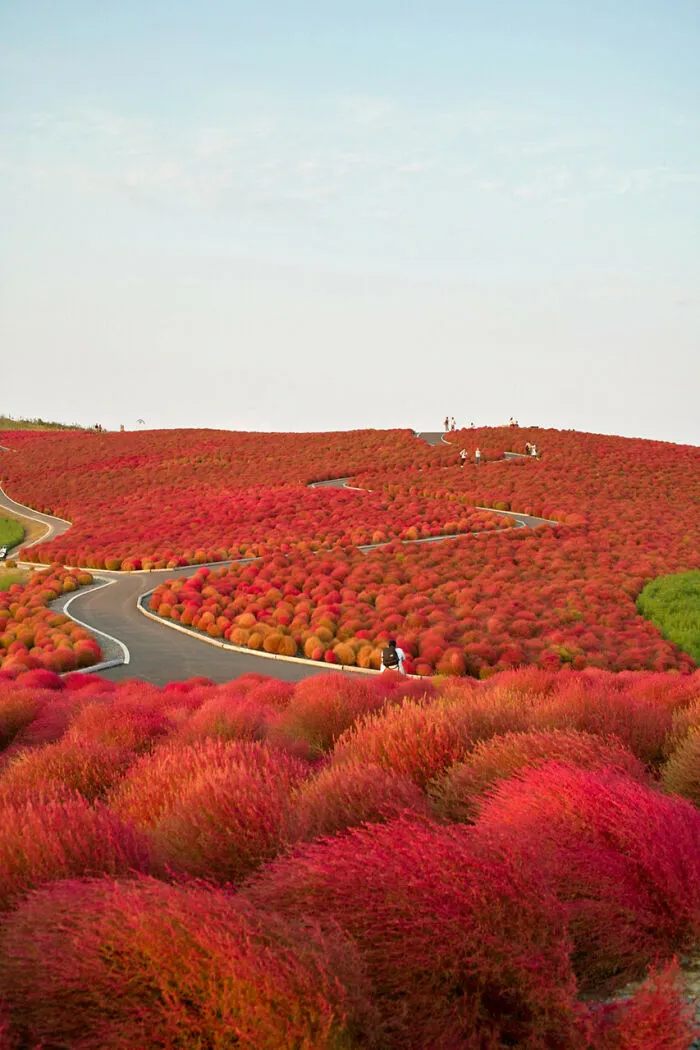 Autumn In Hitachi Seaside Park, Japan