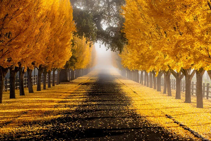 Itap Of Some Fall Trees In Napa, Ca