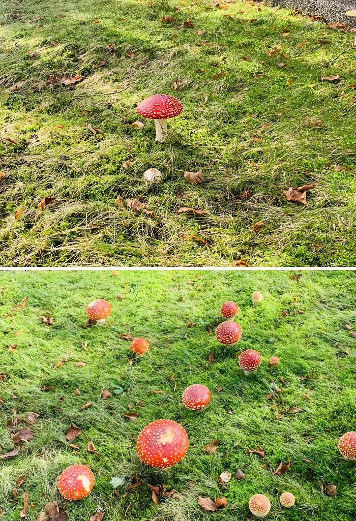 Red and white spotted mushrooms growing on green grass, showcasing magical cottage core aesthetics in nature.