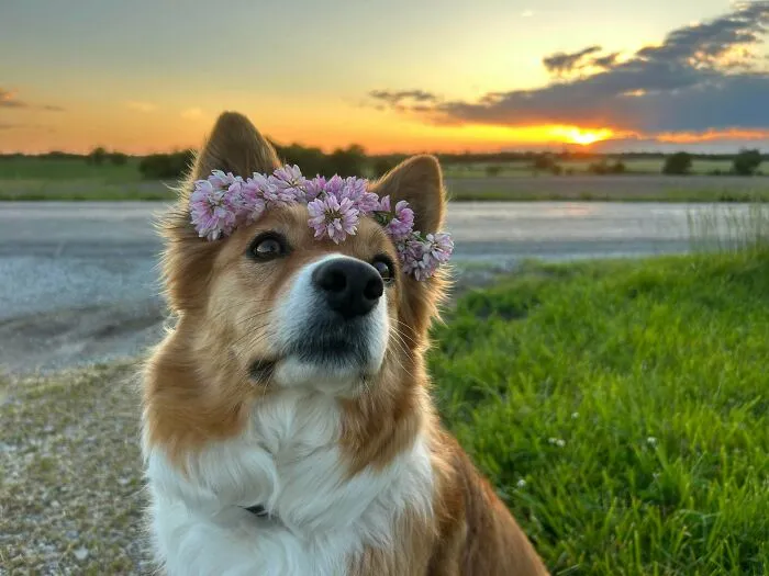 Le hice una corona de flores 💜