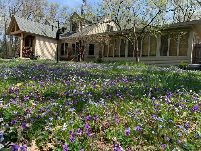 Este año mi jardín delantero es un campo de violetas silvestres.😍❤️