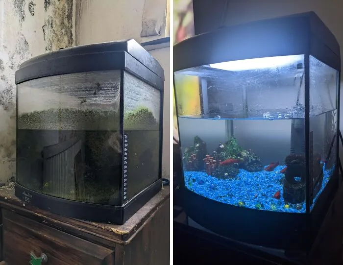 Before And After Shots Of An Aquarium I Found Abandoned In An Apartment During Work
