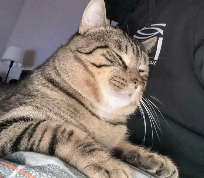 1.5 Years, First Time He Ever Jumped On My Lap