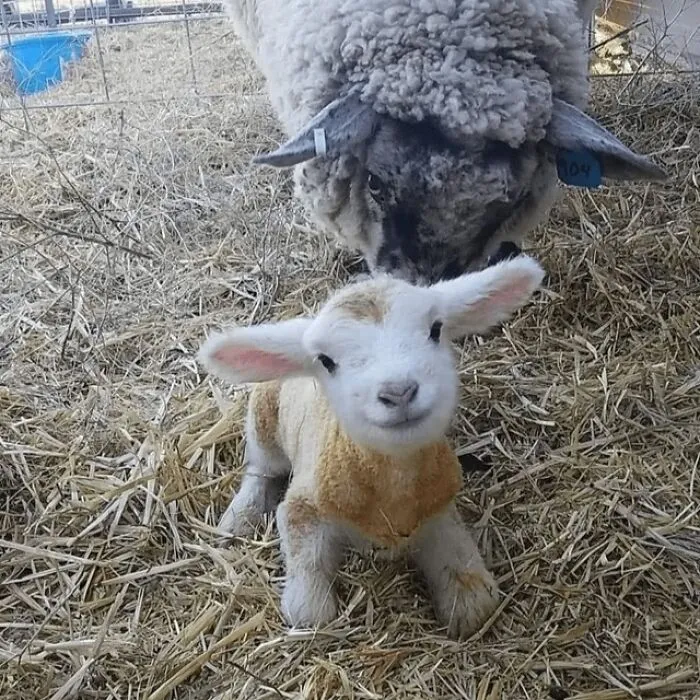 A 15-Minute-Old Lamb To Brighten Your Day 🥰