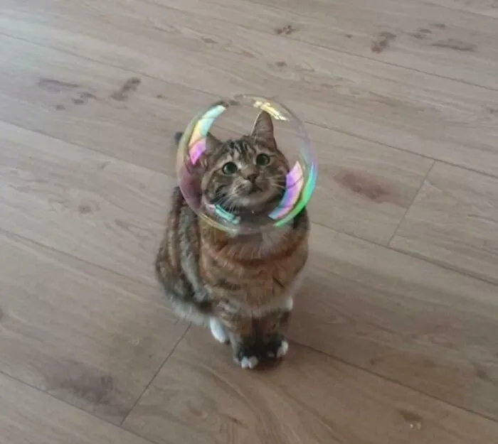 Bubble Head