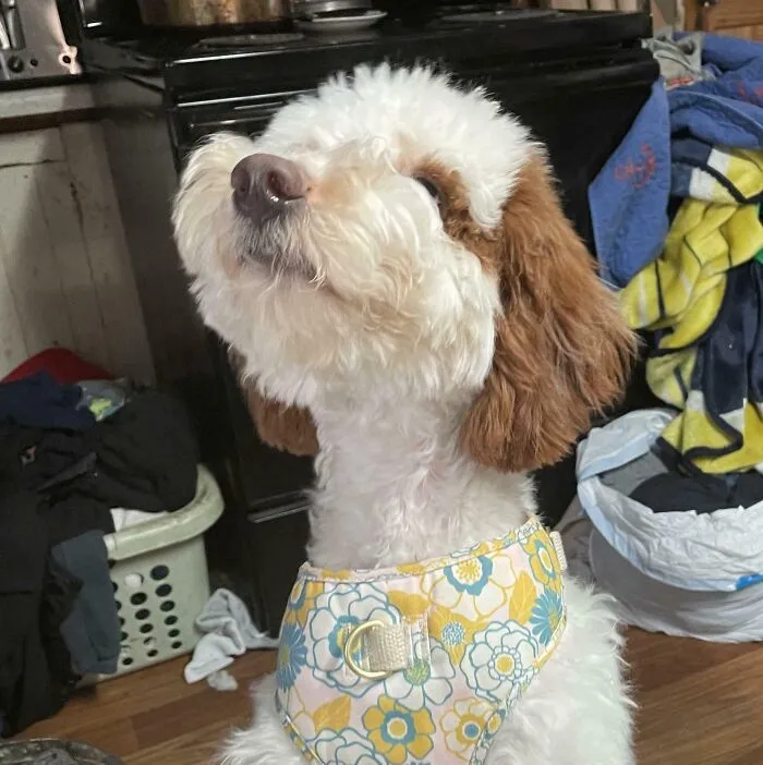 Stella Was Happy About Her First Haircut She Looks So Proud Dog Her Self
