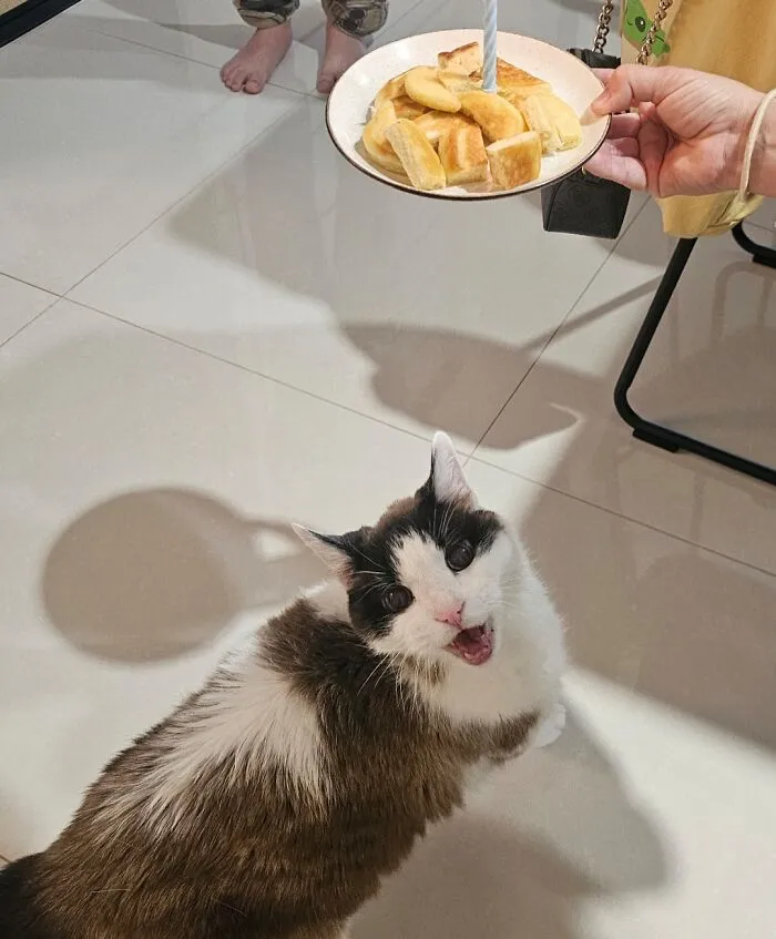 My Cat Turned 19. He Loves Pancakes