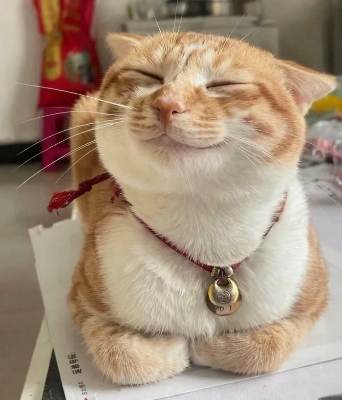 Happiest Cat You Will See