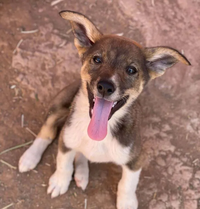 With Nearly 900 Puppers At Our Sanctuary Sara Morocco We Are Greeted Daily By Happy Smiling Pups. Here Are Just A Few Of Our Smiling Street Rescues