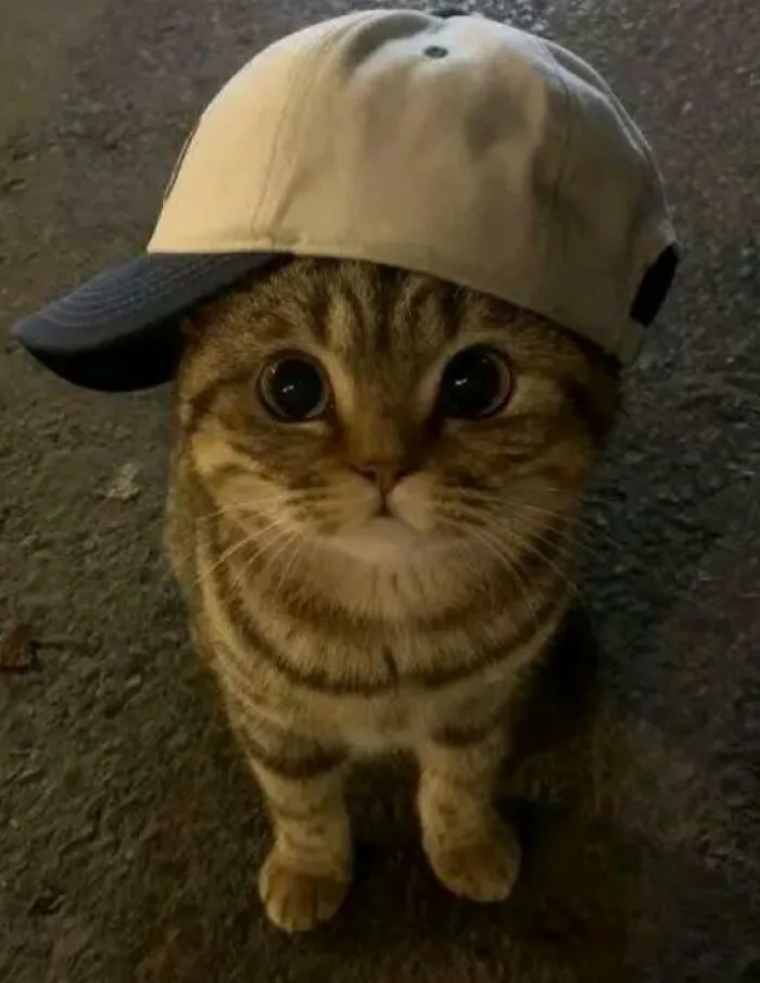 😼🧢