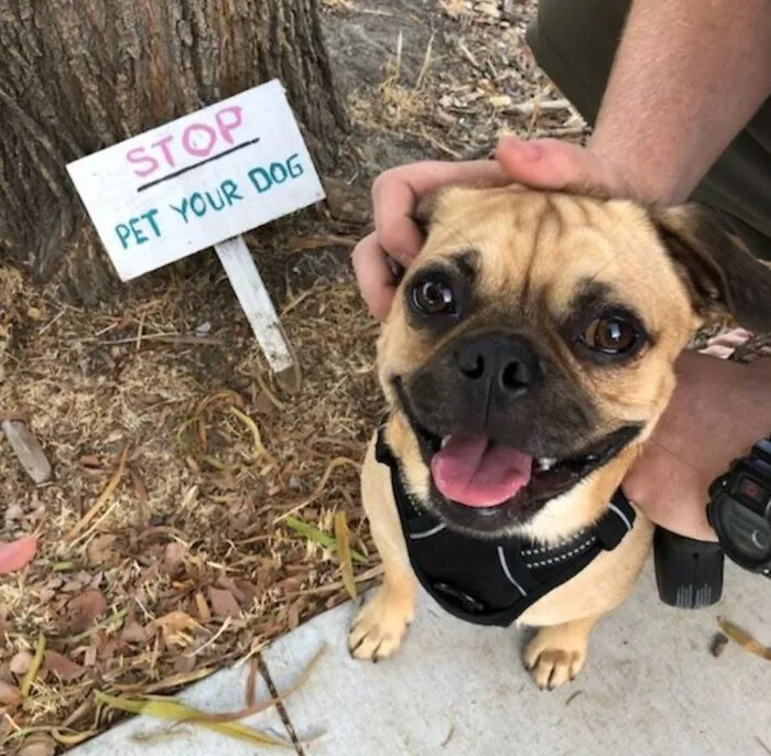 Milo Was Pretty Happy I Obeyed The Sign!