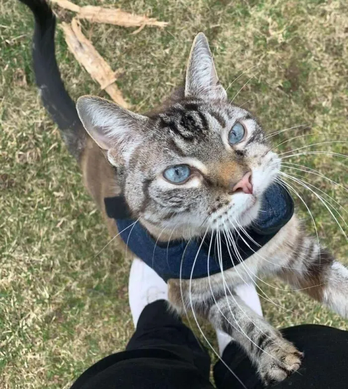Mocha Loving His Outside Time, Despite Fighting Cancer