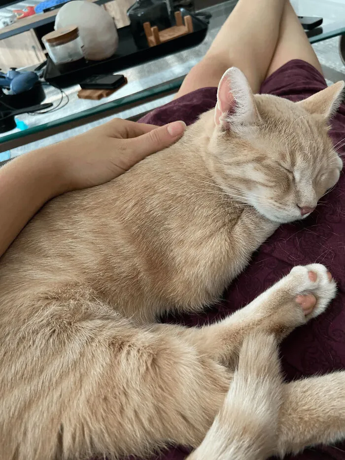 After 6 Months Of Hiding Under The Couch And Being Terrified Of Me, My Little Adopted Boy Finally Decided I Was Trustworthy