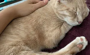 50 Moments When Animals Decided It Was Nap Time, No Matter The Place