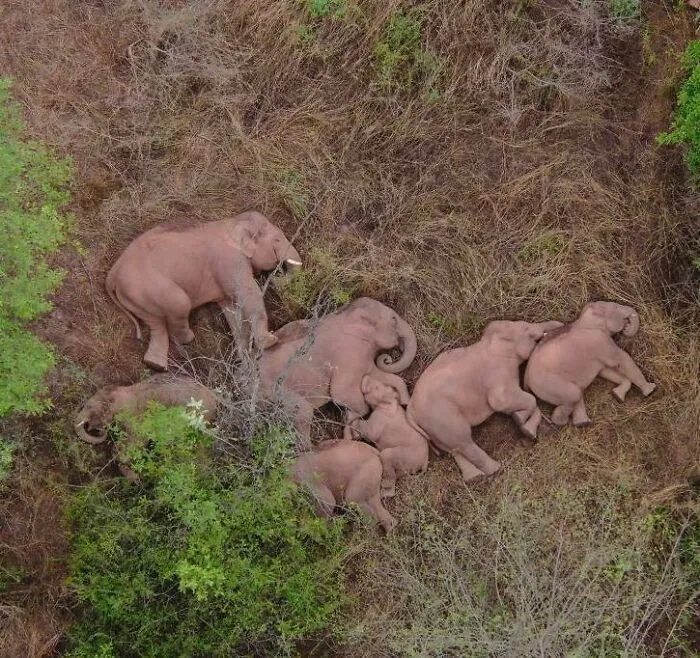 A Drone Captures An Elephant Herd Sleeping While Migrating Across China