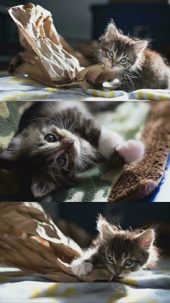 The Most Perfect Nicest Softest Prettiest Most Well-Behaved Kitten