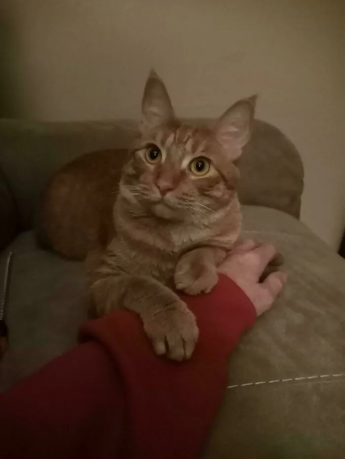I've Been Cat Sitting All Week And Tonight I Suspect That I've Just Been Adopted