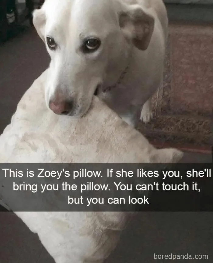 50 Animal Memes That Remind Us Life’s Better With A Little Fur And Chaos (New Pics)