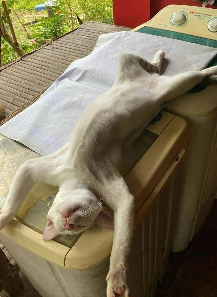 My Cat’s Really Weird At Times, Still Love Him Tho