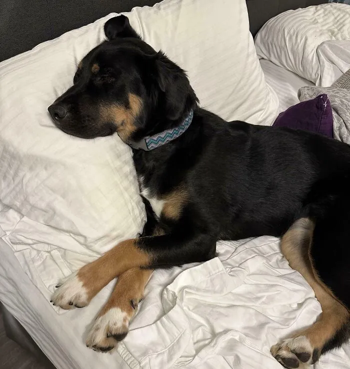Five Months Ago She Was Rescued From A Home That Never Let Her Inside. Now She Sleeps With Pillows