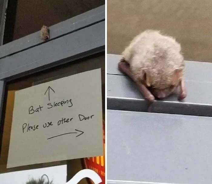 Sleepy Bat