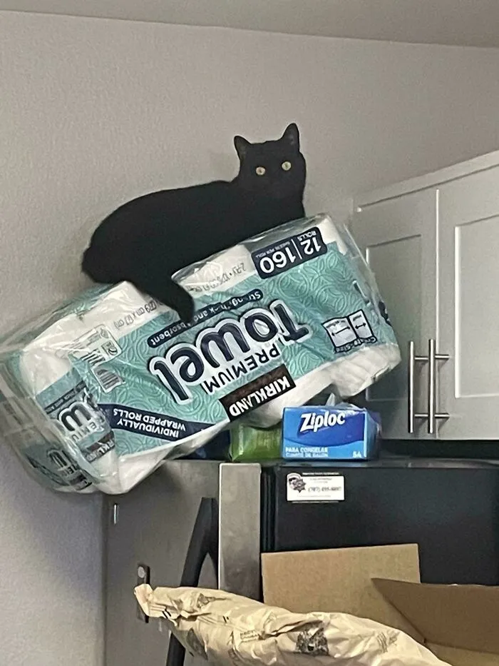Gato negro a punto de caer sobre paquete de papel higiénico, capturando el momento antes de un desastre en casa.
