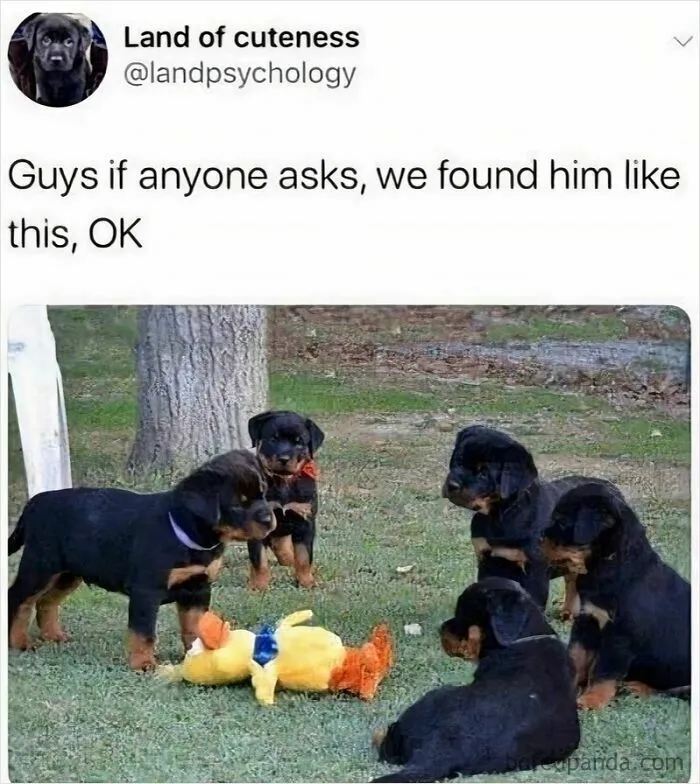 Five Rottweiler puppies gathered around a yellow plush toy outdoors in a wholesome animal meme.