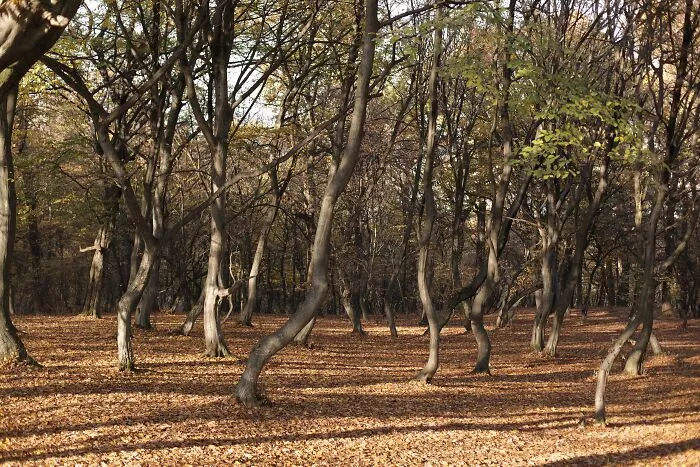 Hoia Forest, Romania