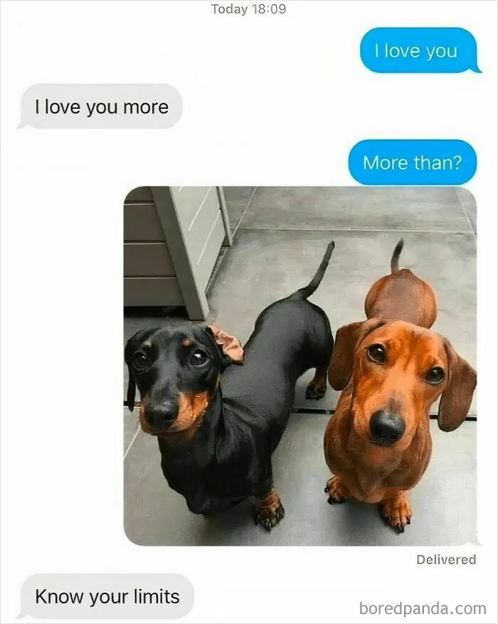 Two dachshunds looking up with a funny text exchange, captured in wholesome animal memes to brighten your day.