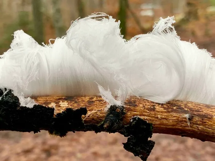 Vapor congelado saliendo de una rama formando finas y delicadas pinceladas de hielo: un fenómeno muy raro, al menos donde yo vivo.