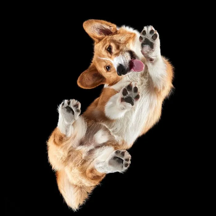 From Cats To Horses: 44 Captivating Photos Taken From Underneath