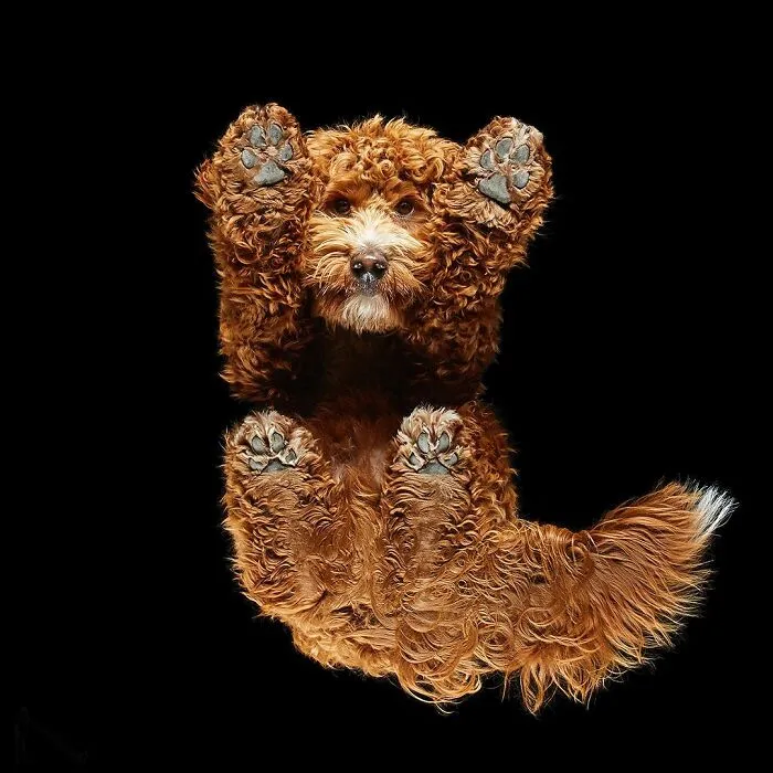 From Cats To Horses: 44 Captivating Photos Taken From Underneath