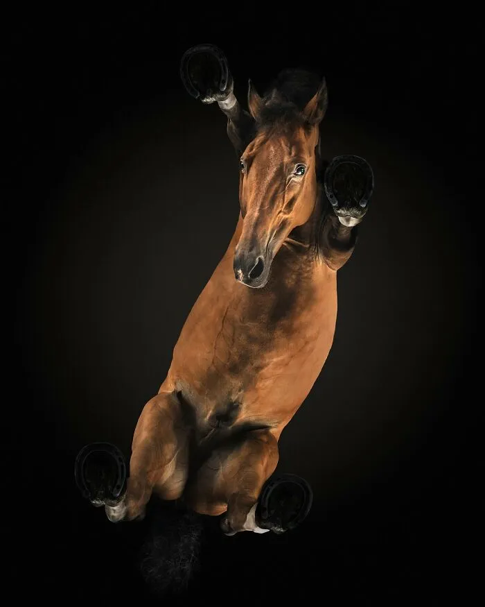 From Cats To Horses: 44 Captivating Photos Taken From Underneath