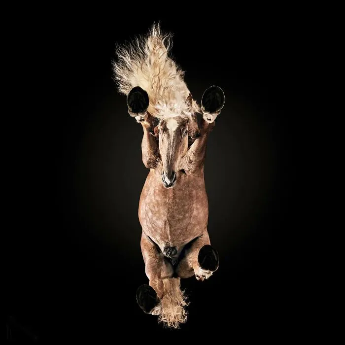 From Cats To Horses: 44 Captivating Photos Taken From Underneath