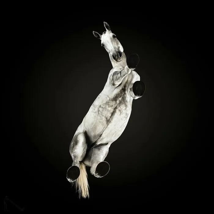 From Cats To Horses: 44 Captivating Photos Taken From Underneath