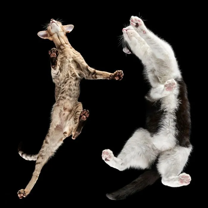 From Cats To Horses: 44 Captivating Photos Taken From Underneath