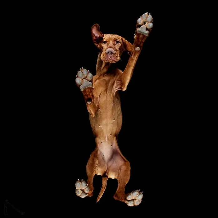 From Cats To Horses: 44 Captivating Photos Taken From Underneath