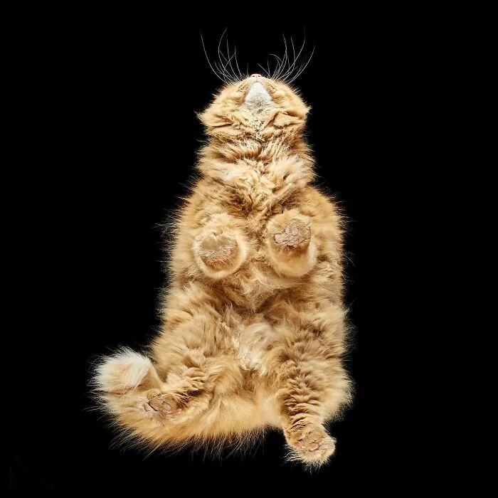 From Cats To Horses: 44 Captivating Photos Taken From Underneath