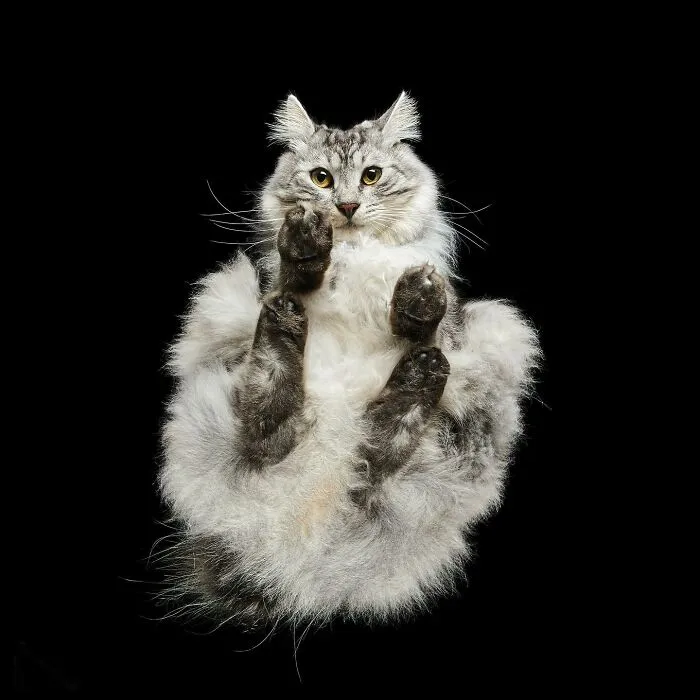 From Cats To Horses: 44 Captivating Photos Taken From Underneath