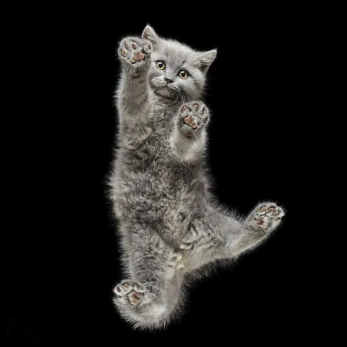 From Cats To Horses: 44 Captivating Photos Taken From Underneath