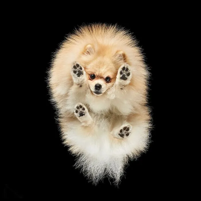 "Underlook" Project: Photographer Takes Pictures Of Animals Underneath