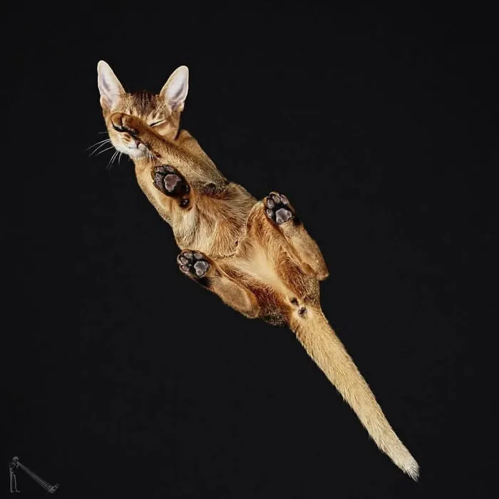 From Cats To Horses: 44 Captivating Photos Taken From Underneath