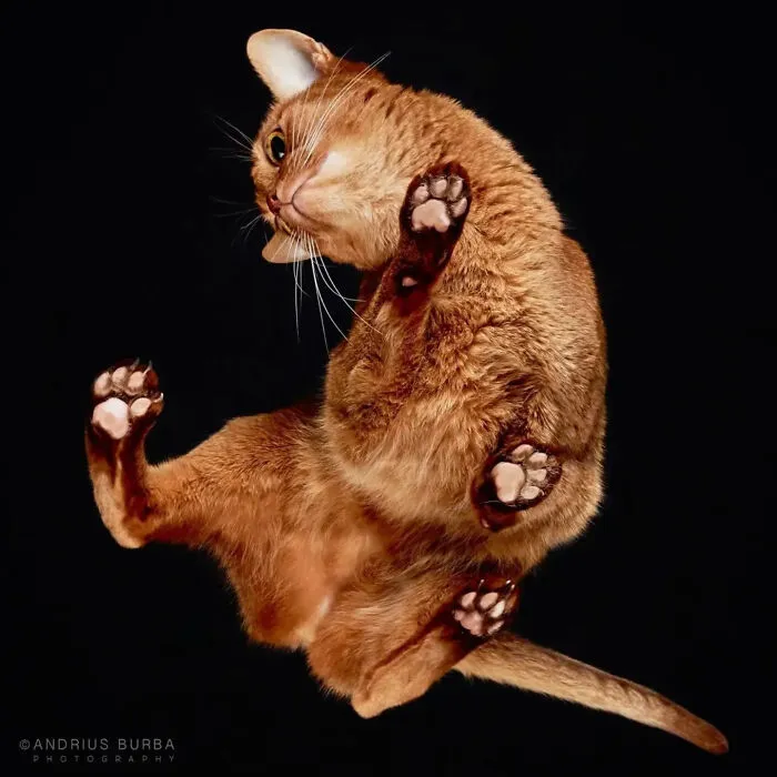 From Cats To Horses: 44 Captivating Photos Taken From Underneath