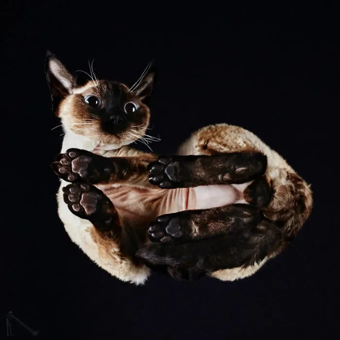 From Cats To Horses: 44 Captivating Photos Taken From Underneath