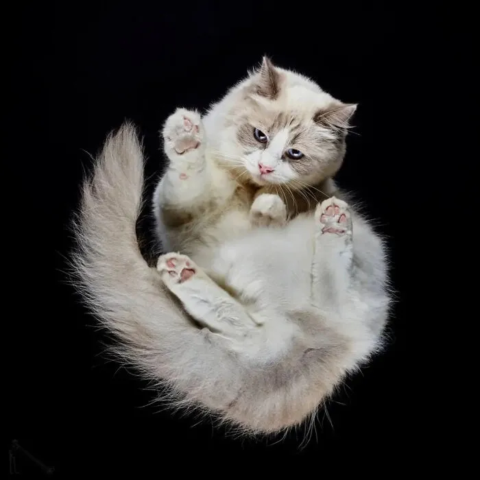 From Cats To Horses: 44 Captivating Photos Taken From Underneath